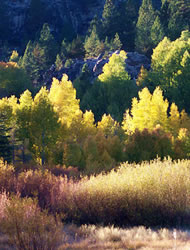 Trees Fall Color